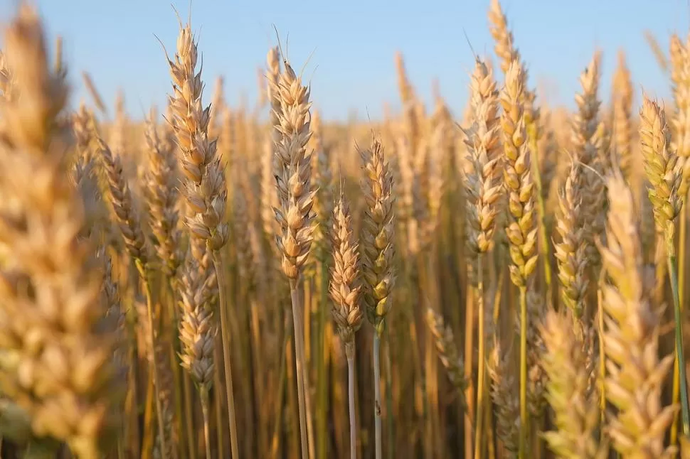 FUERTE DESCENSO. La caída más significativa de siembra del cereal se registra en la región centro del país, con un 13% menos respecto del año anterior y con una pérdida de un 19% en relación al promedio de los últimos cinco años. 