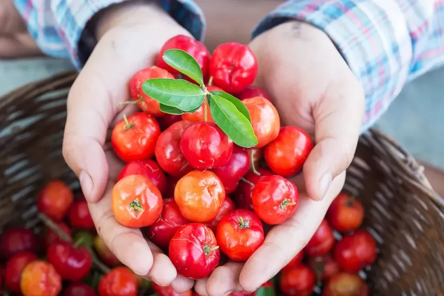 La acerola y sus derivados son cada vez más demandados para tratar varios tipos de enfermedades.