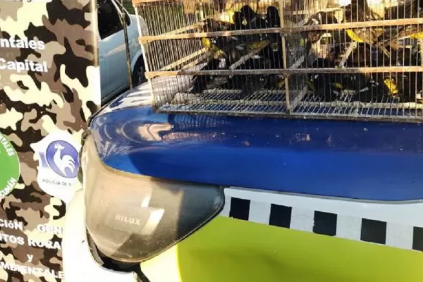 Rescatan y liberan aves autóctonas