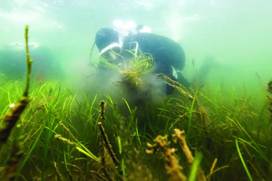ALEMANIA. Voluntarios participan de una iniciativa para replantar algas en el Mar Báltico, afectadas por el calentamiento del agua.