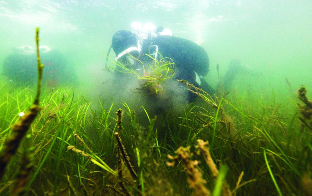 ALEMANIA. Voluntarios participan de una iniciativa para replantar algas en el Mar Báltico, afectadas por el calentamiento del agua.