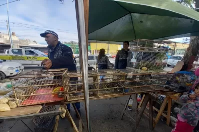 Crece el mercado ilegal de aves silvestres en Tucumán