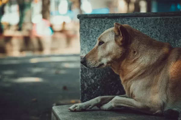 Día mundial del perro callejero: por qué se celebra hoy
