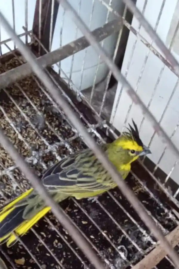 Un cardenal amarillo que está en vías de extinción.