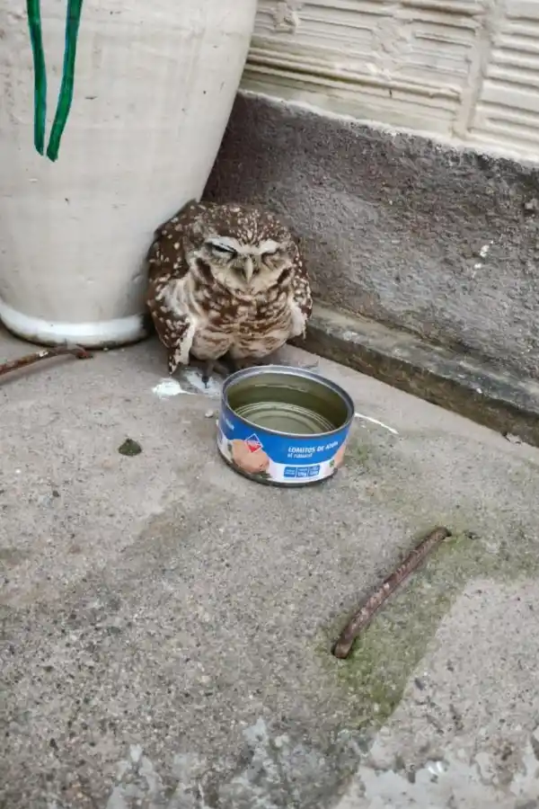 Un ejemplar de lechuza vizcachera que está protegida.