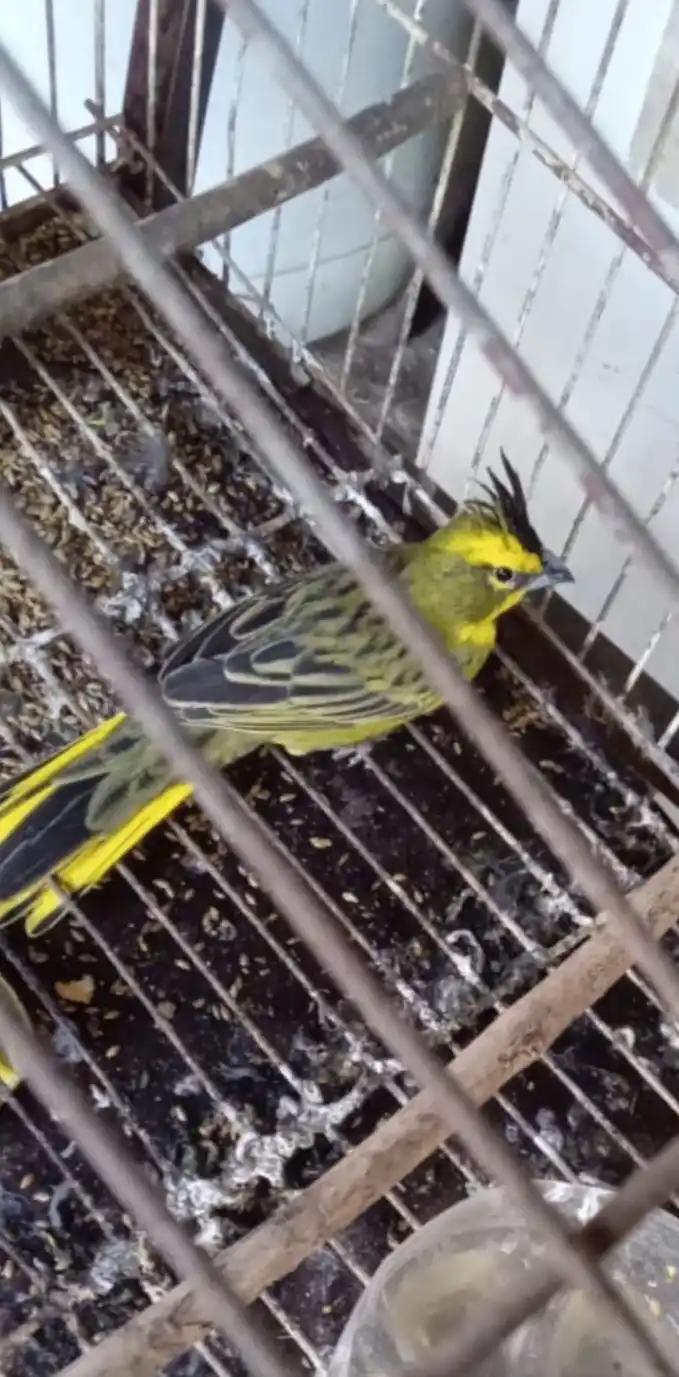 Un cardenal amarillo que está en vías de extinción.