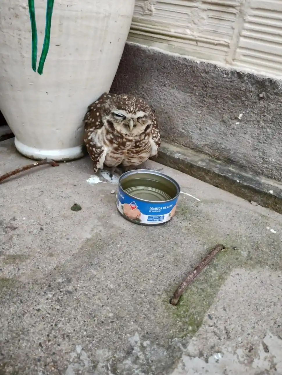 Un ejemplar de lechuza vizcachera que está protegida.