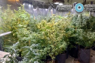 Denuncia que le prohibieron acercarse a sus hijas por cultivar cannabis