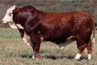 Se realizará el Remate Anual de Cabaña La Asunción