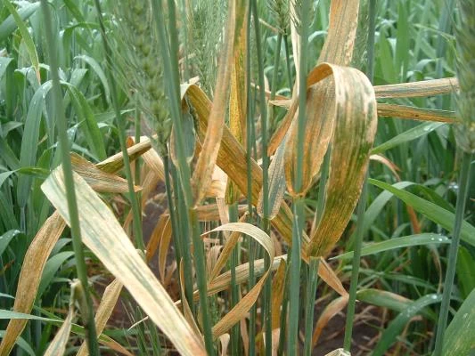 DAÑOS. La roya amarilla produce las mayores pérdidas en el cultivo de trigo.  