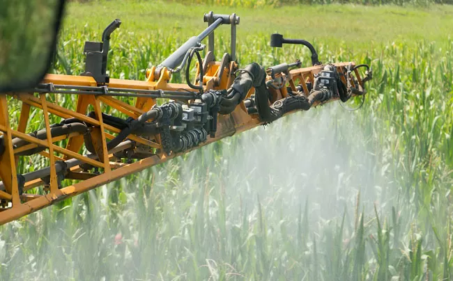 CUIDADOS. La aplicación de fungicidas en trigo está siendo necesaria. 