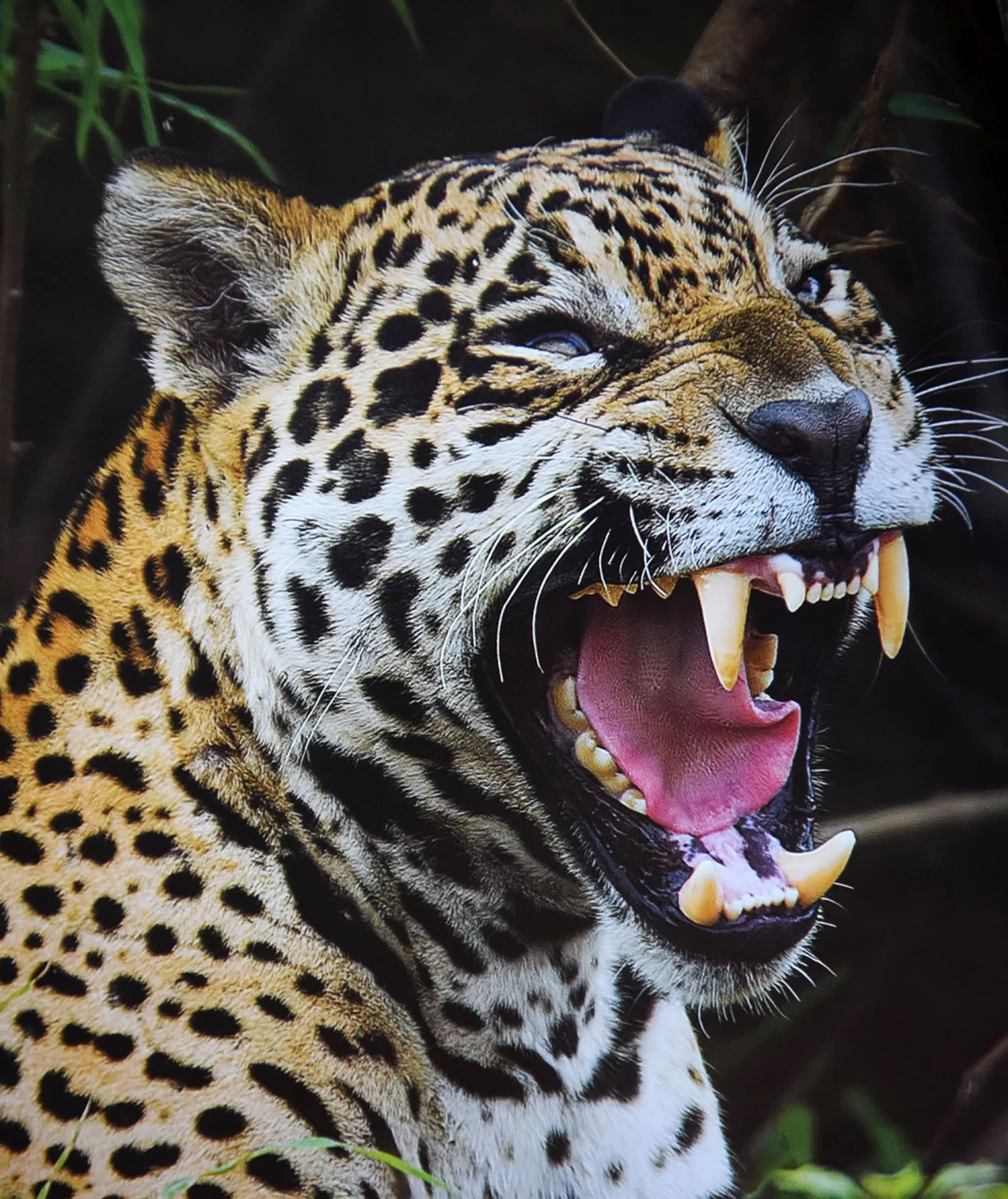 UNA SONRISA PARA LA FOTO. El jaguar es la estrella de la visita al humedal más grande del mundo: Mato Grosso se precia de tenerlo en abundancia. Revista Camalote Eco Turismo
