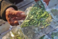 El té de ruda no sólo ahuyenta las malas vibras