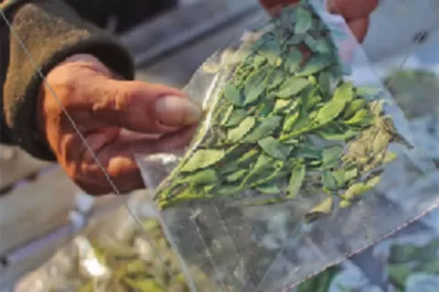 El té de ruda no sólo ahuyenta las malas vibras