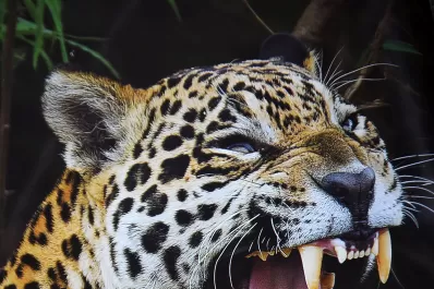 Mato Grosso rompe el molde con sus inviernos veraniegos, jaguares y tuiuiús