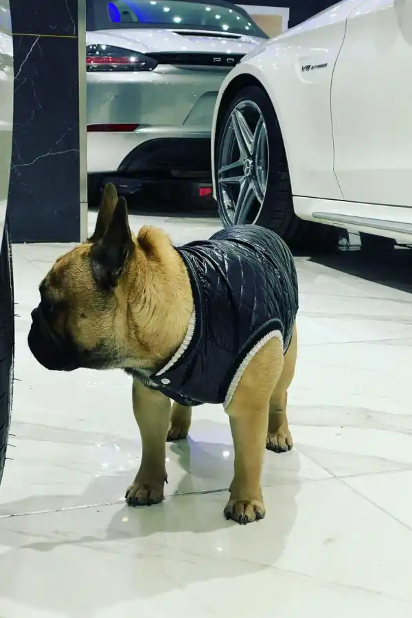 Cooper, el perrito del empresario descuartizado que es clave en la causa