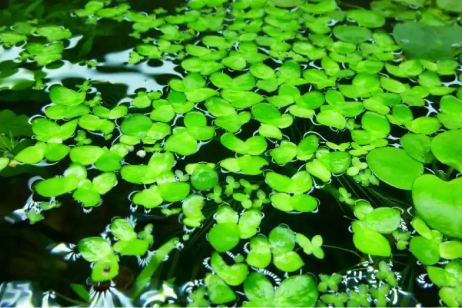 La lenteja de aguas propicia numerosos beneficios a la salud.