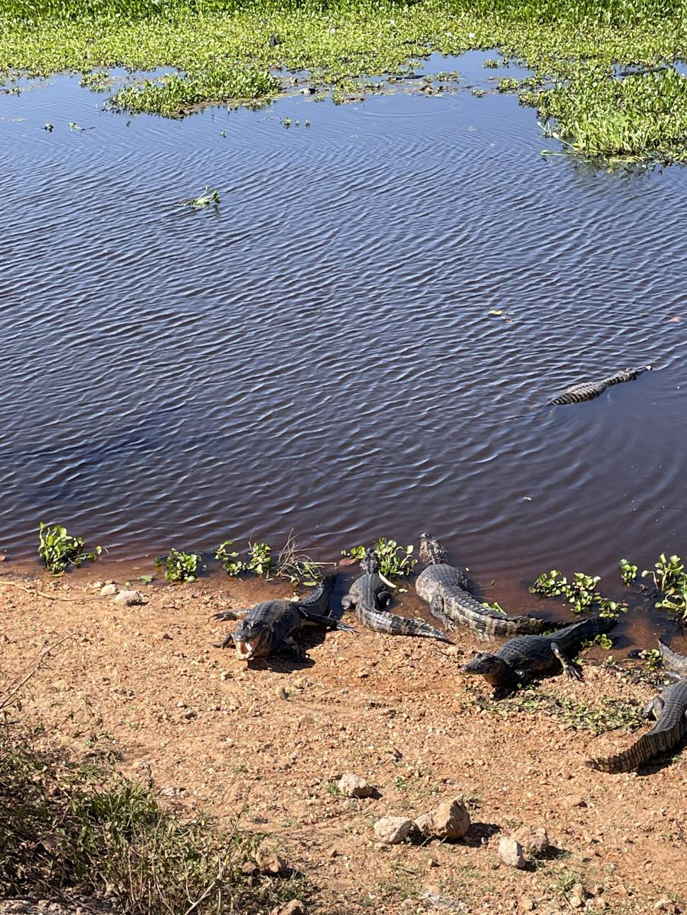 MANDÍBULA ABIERTA. Un grupo de yacarés toma el sol en Pantanal.  