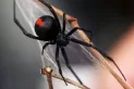 Un niño de ocho años se hizo morder por una araña “para ser Spiderman” y quedó internado