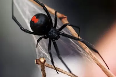 Un niño de ocho años se hizo morder por una araña “para ser Spiderman” y quedó internado