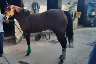 Fin de semana a  pleno turf: subasta y carreras