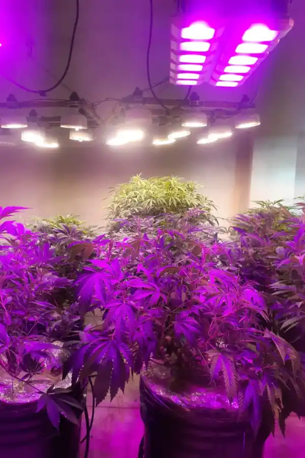 Hallaron un vivero ilegal de marihuana en Concepción