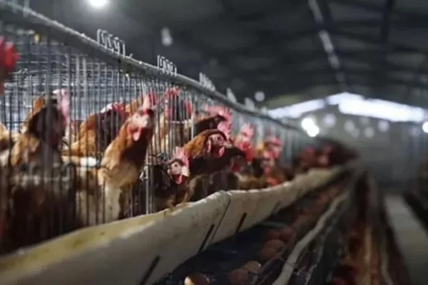 Argentina se declaró libre de gripe aviar luego de tres meses