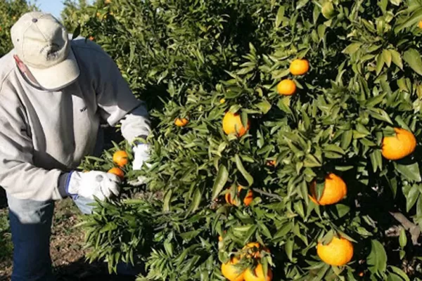 En Uruguay se quejan que argentinos viajan a trabajar y cobran tres veces menos que los nativos