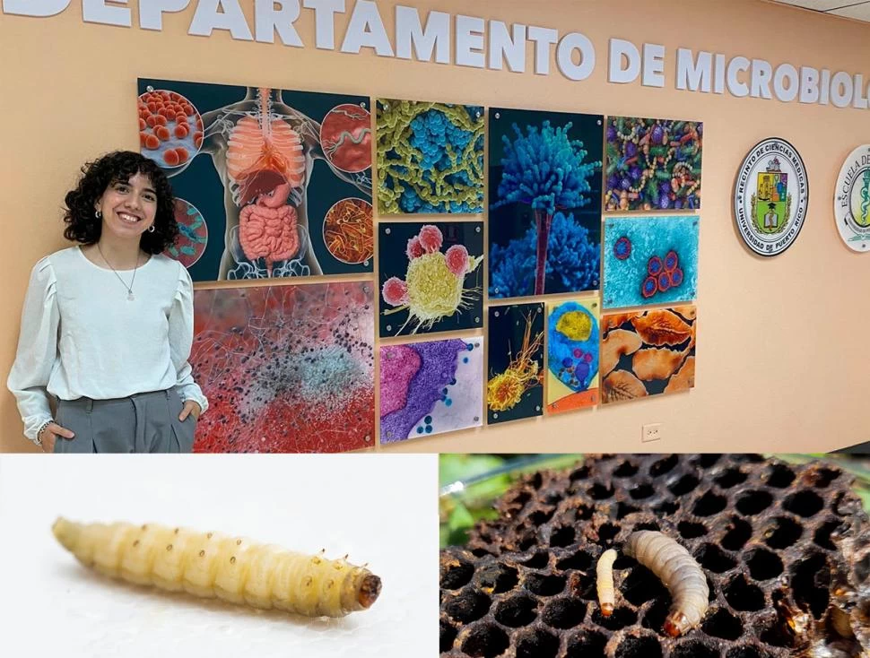 POLILLAS DE LA CERA. Arriba, la científica Juliana Ruiz Barrionuevo. Abajo, imágenes de las polillas que son capaces de biodegradar plástico. 