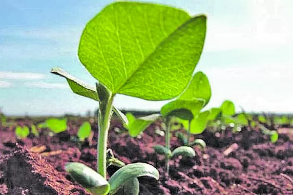 Se prevé que la siembra de soja vuelva a subir, tras nueve años de caída