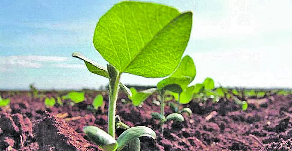 Se prevé que la siembra de soja vuelva a subir, tras nueve años de caída