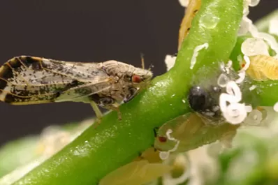 No cesan los monitoreos para prevenir el HLB