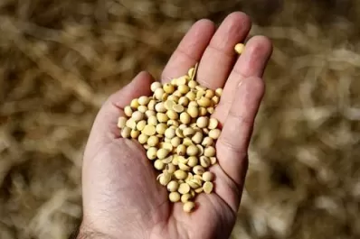 Soja: la calidad de la semilla va de aceptable a buena
