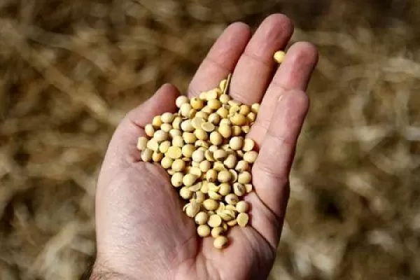 Soja: la calidad de la semilla va de aceptable a buena