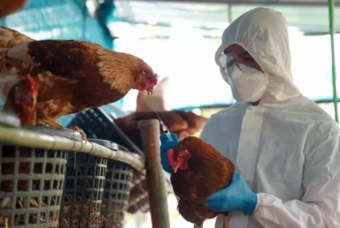 DATO. La primera detección de gripe aviar en el país ocurrió hace seis meses.  