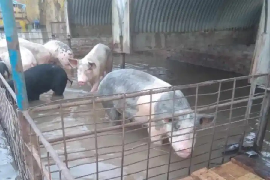 Neuquén: por las inundaciones, una isla quedó bajó el agua y sus vecino no saben cómo irán a votar