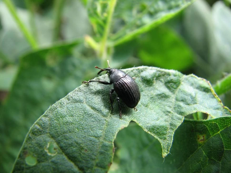 ´SONDEO. El picudo negro fue uno de los insectos más frecuentes en la soja.  
