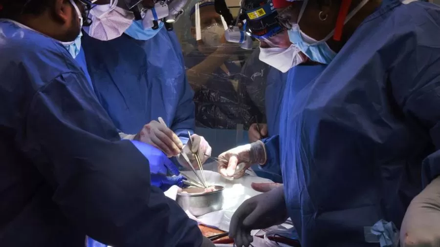 Estados Unidos: un hombre fue trasplantado con un riñón de cerdo y la efectividad de la operación sorprende a los médicos.