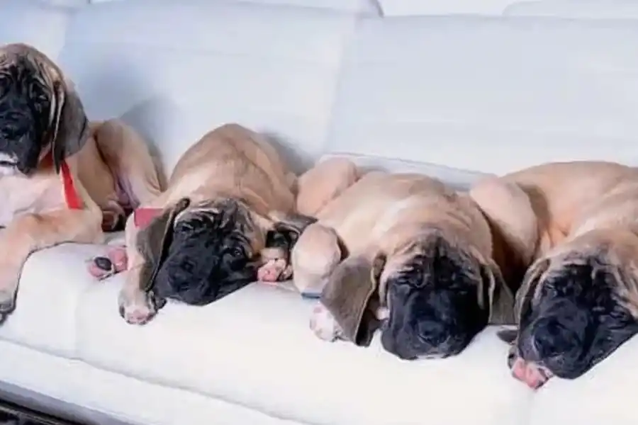 Los perros de Javier Milei