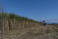 Las condiciones meteorológicas aún limitan la maduración de cañaverales