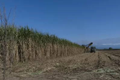 Las condiciones meteorológicas aún limitan la maduración de cañaverales