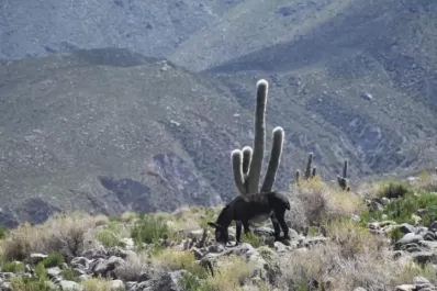 Amaicha del Valle: advierten por el daño de los cardones