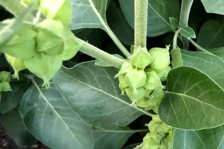 Cómo preparar infusión de Ashwagandha y cada cuánto tomarla