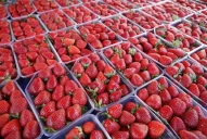 Frutilla: implantar y cosechar una ha arrendada costó U$S35.844 en 2022