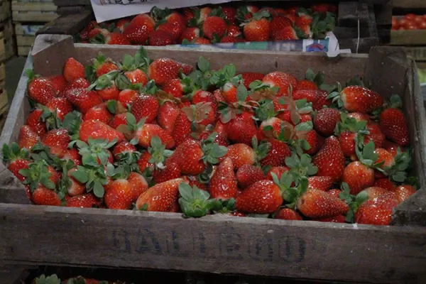 El año pasado la exportación de frutilla argentina cayó un 3%, respecto de 2021