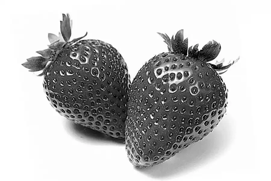 EN EL ÁMBITO LOCAL. El año pasado, Tucumán ingresó al Mercado Central de Buenos Aires 1.720 toneladas de frutillas; la cifra implica un aumento de un 18%, respecto de los números de 2021. 