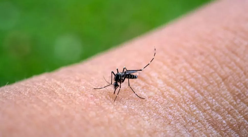 EL VECTOR. El dengue solo se contagia por picadura del Aedes aegypti. 