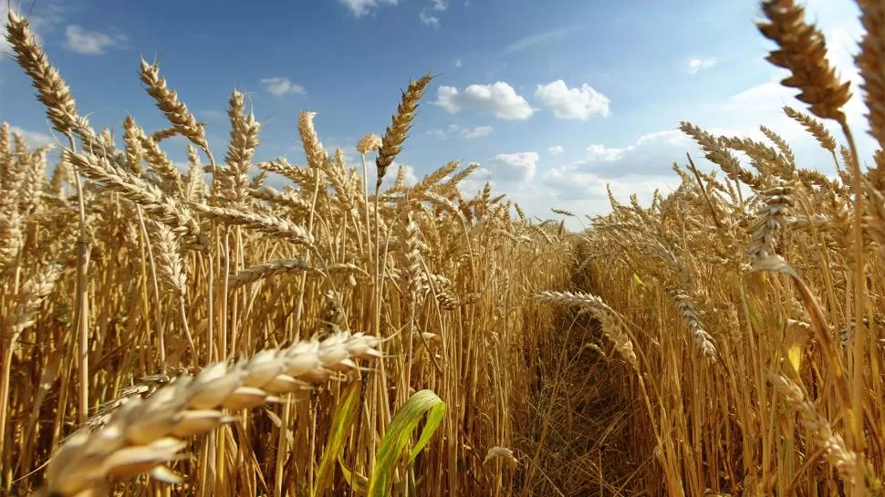 EXPLICACIÓN. La introducción de variedades diferentes de trigo redujo la presión de selección de estas enfermedades. 