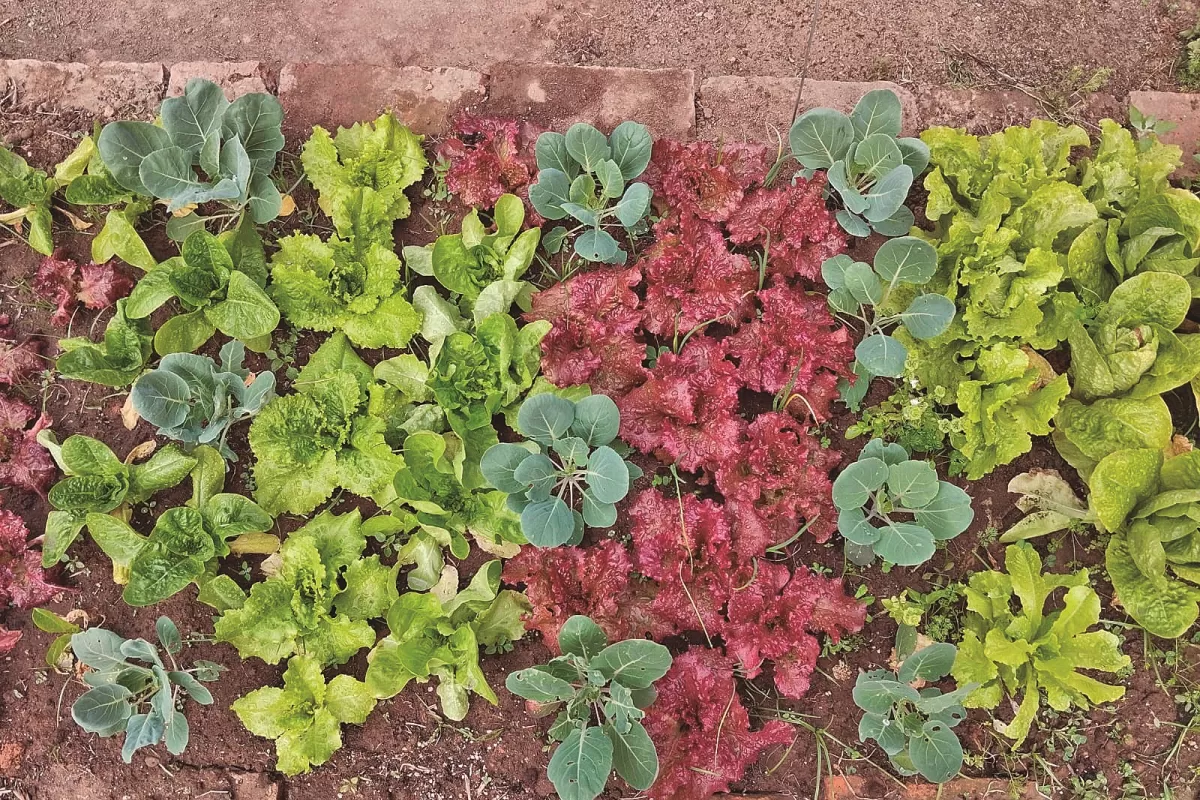 El mercado de plantas: jardines sustentables, adaptados al clima tucumano