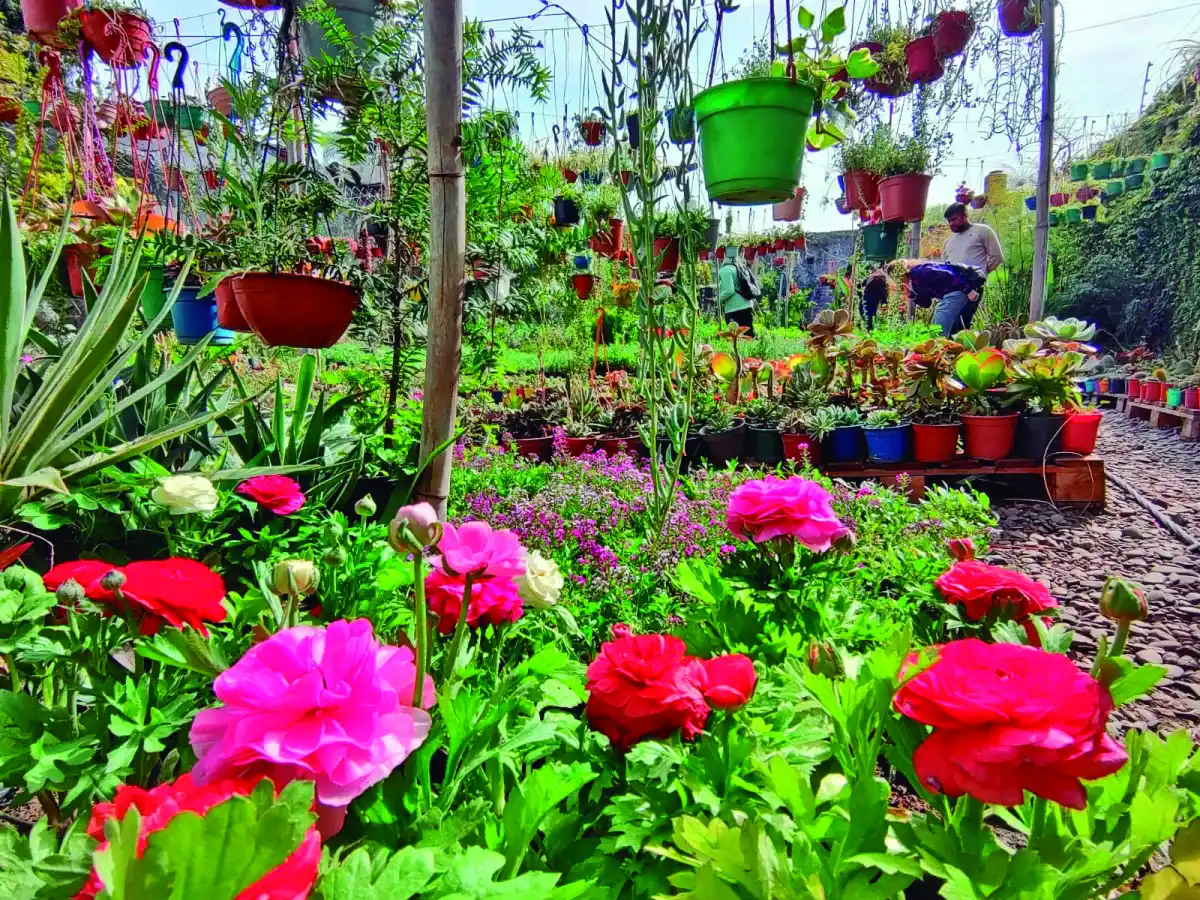Floricienta: diseñá y equipá tu jardín